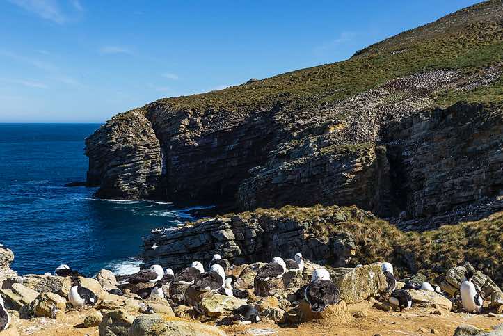 Seabird colony with Black-browed Albatross and Rockhopper Penguins, near Coffin's Harbour, New Island, Falkland Islands
