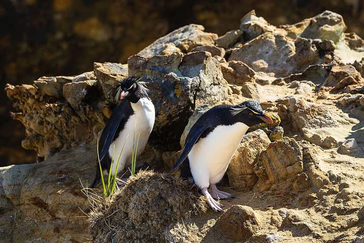 Western Rockhopper Penguins (Eudyptes chrysocome), or Southern Rockhopper Penguin, seabird colony near Coffin's Harbour, New Island