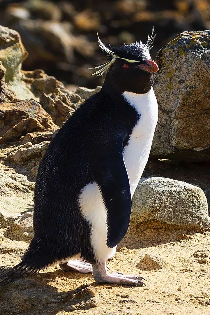 Western Rockhopper Penguin (Eudyptes chrysocome), or Southern Rockhopper Penguin, seabird colony near Coffin's Harbour, New Island