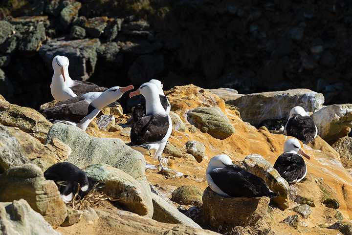 Black-browed Albatross (Thalassarche melanophris), seabird colony near Coffin's Harbour, New Island