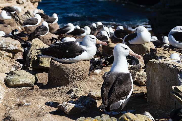 Nesting Black-browed Albatross (Thalassarche melanophris), seabird colony near Coffin's Harbour, New Island