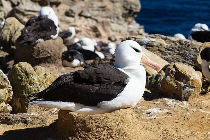 Nesting Black-browed Albatross (Thalassarche melanophris), seabird colony near Coffin's Harbour, New Island, Falkland Islands