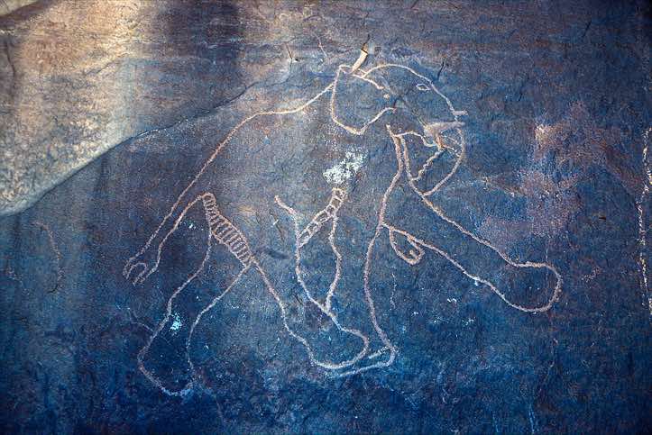 A very naturalistic looking elephant rock carving in the Jabal Akakus