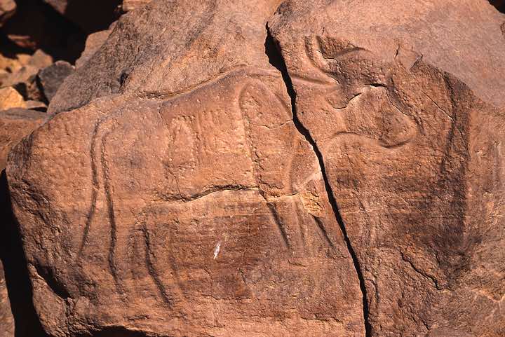 Cattle rock carving, Wadi Matkhandush, Messak Settafet