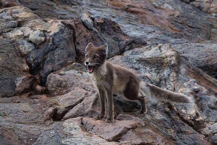 Polar fox (Vulpes Lagopus) near Sermilik Research Station, Ammassalik Island