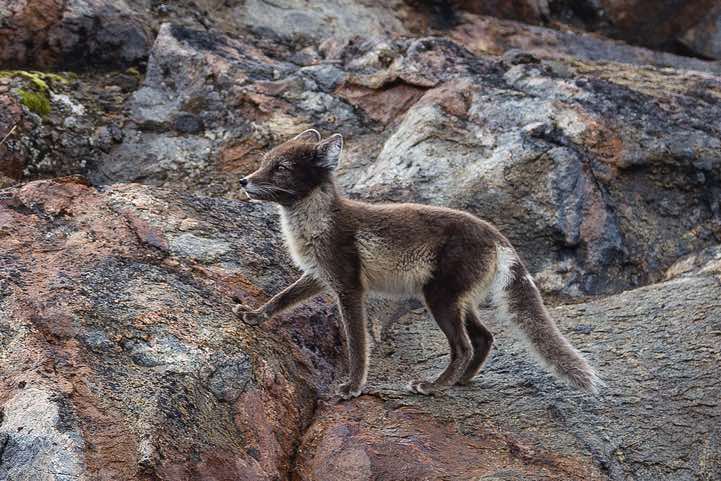 Polar fox (Vulpes Lagopus) near Sermilik Research Station, Ammassalik Island