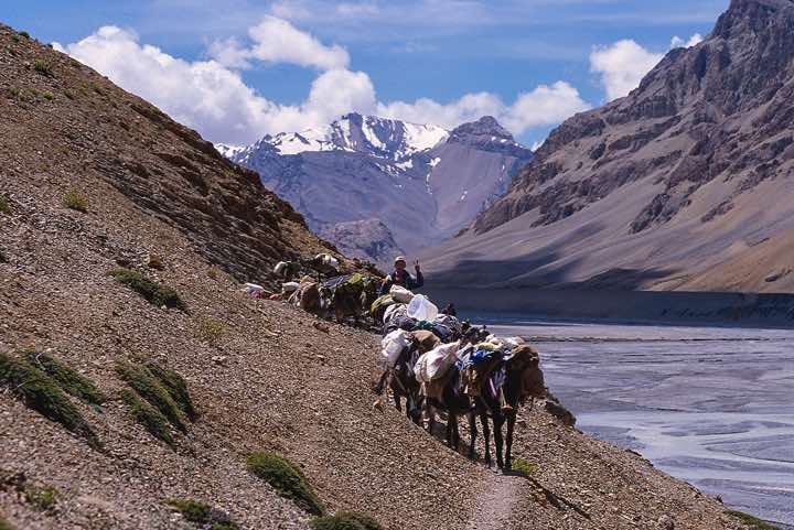 Horses, Pare Chu valley, Spiti to Ladakh Trek
