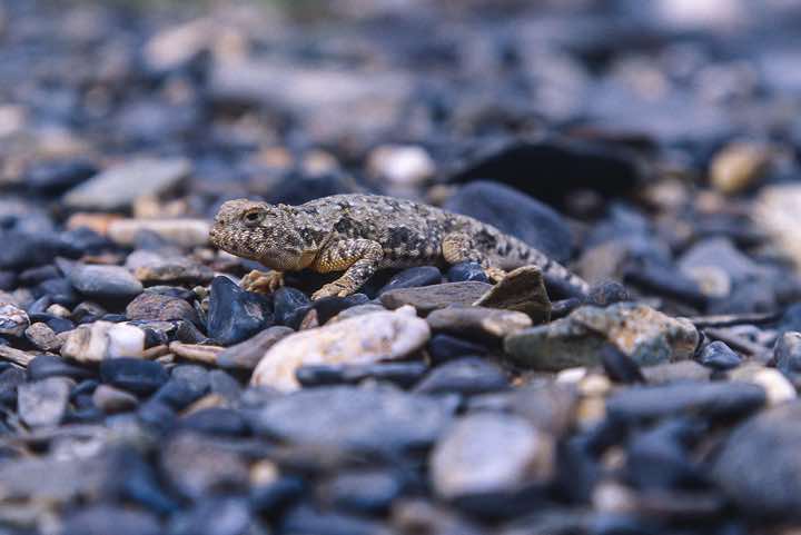 Reptile, Spiti to Ladakh Trek