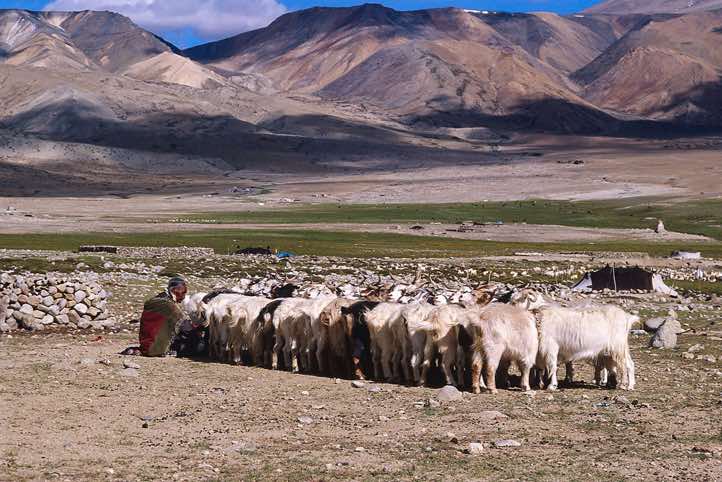 Goats, Nomad camp near Karzok, Rupshu region, Ladakh, Spiti to Ladakh Trek