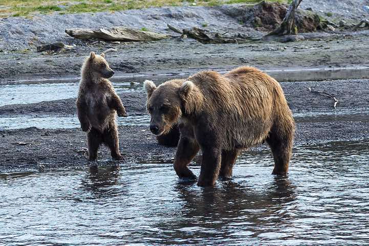 Female Kamchatka Brown Bear (Ursus arctos beringianus) with cub at Kurile Lake