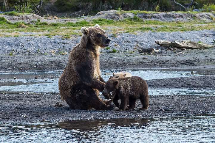 Female Kamchatka Brown Bear (Ursus arctos beringianus) at Kurile Lake with two cubs