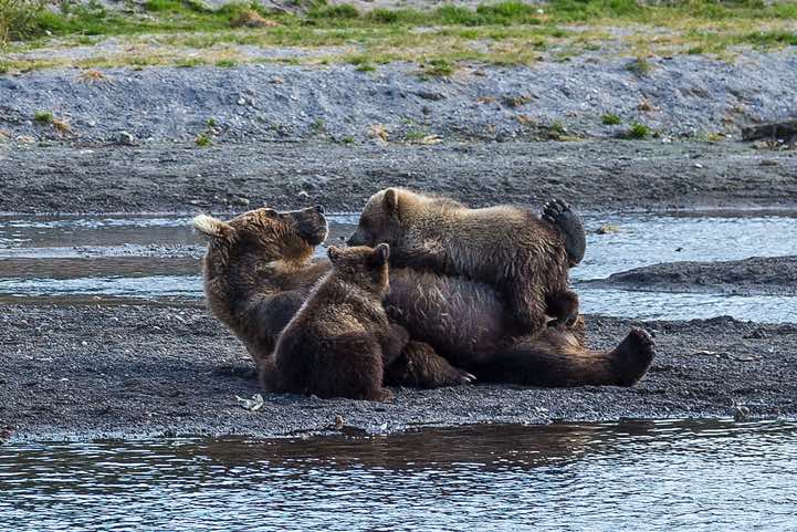 Female Kamchatka Brown Bear (Ursus arctos beringianus) at Kurile Lake with two cubs