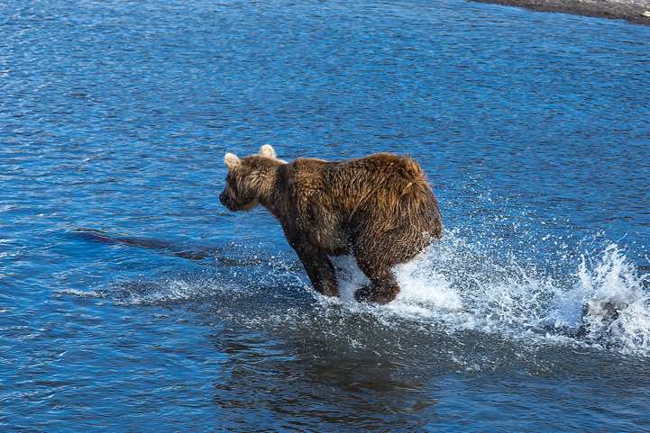Kamchatka Brown Bear (Ursus arctos beringianus) at Kurile Lake chasing a salmon in the water