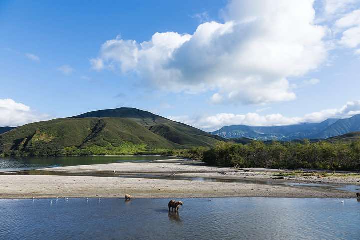 Kamchatka Brown Bears (Ursus arctos beringianus) at Kurile Lake