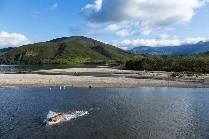 Kamchatka Brown Bears (Ursus arctos beringianus) at Kurile Lake