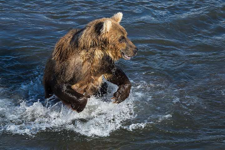 Kamchatka Brown Bear (Ursus arctos beringianus) at Kurile Lake