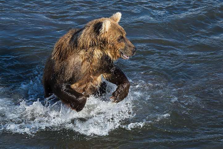 Kamchatka Brown Bear (Ursus arctos beringianus) at Kurile Lake, Kamchatka Peninsula