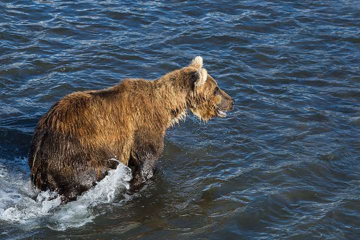 Kamchatka Brown Bear (Ursus arctos beringianus) at Kurile Lake looking for salmon