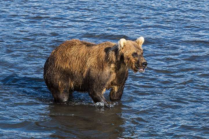 Kamchatka Brown Bear (Ursus arctos beringianus) at Kurile Lake looking for salmon