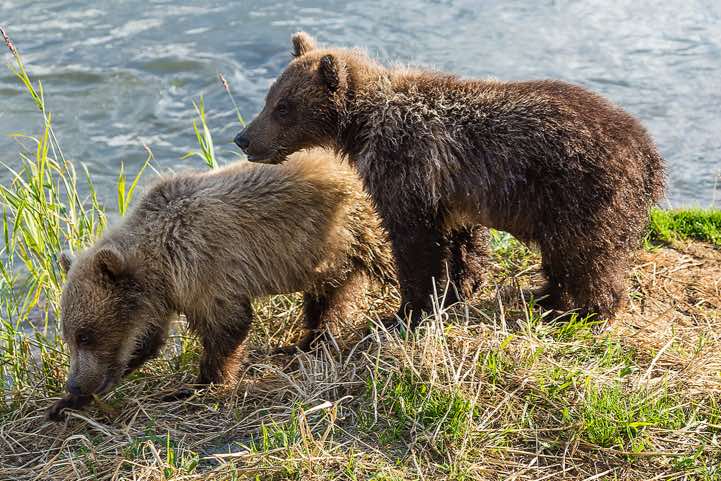 Kamchatka Brown Bear cubs (Ursus arctos beringianus) at Kurile Lake