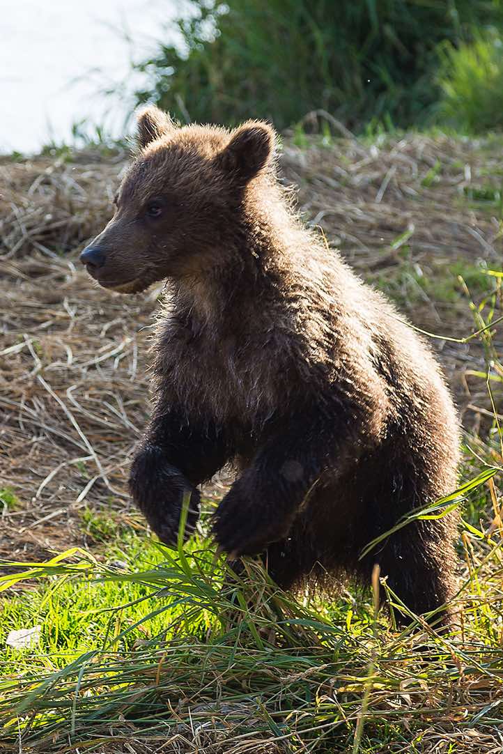 Kamchatka Brown Bear cub (Ursus arctos beringianus) at Kurile Lake
