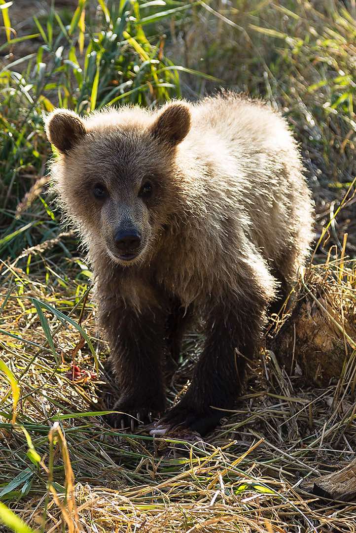 Kamchatka Brown Bear cub (Ursus arctos beringianus) at Kurile Lake
