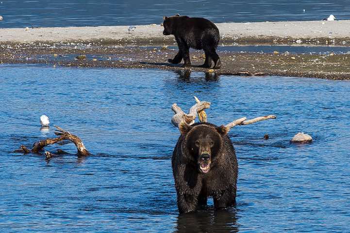 Kamchatka Brown Bears (Ursus arctos beringianus) at Kurile Lake