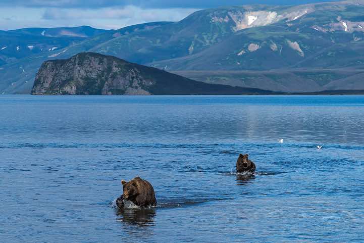 Kamchatka Brown Bears (Ursus arctos beringianus) at Kurile Lake