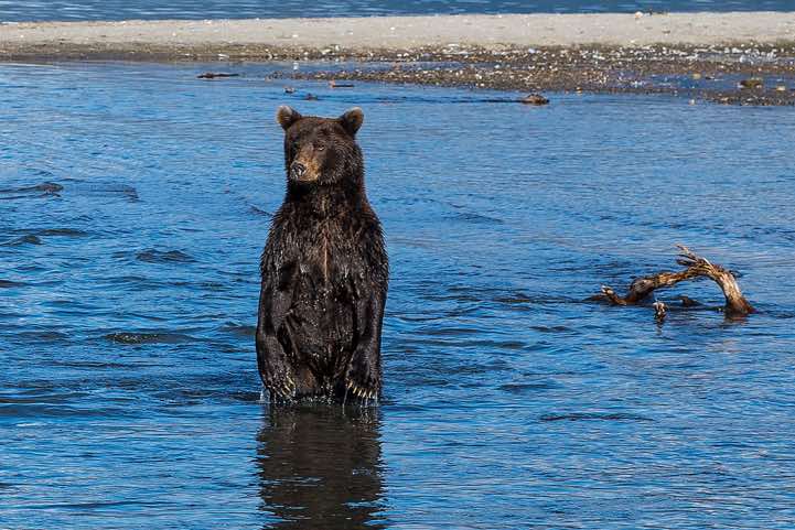 Kamchatka Brown Bears (Ursus arctos beringianus) at Kurile Lake looking for salmon