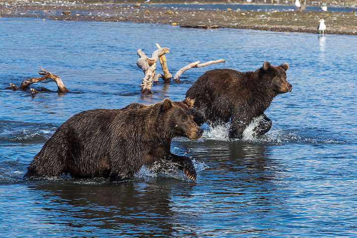 Kamchatka Brown Bears (Ursus arctos beringianus) at Kurile Lake