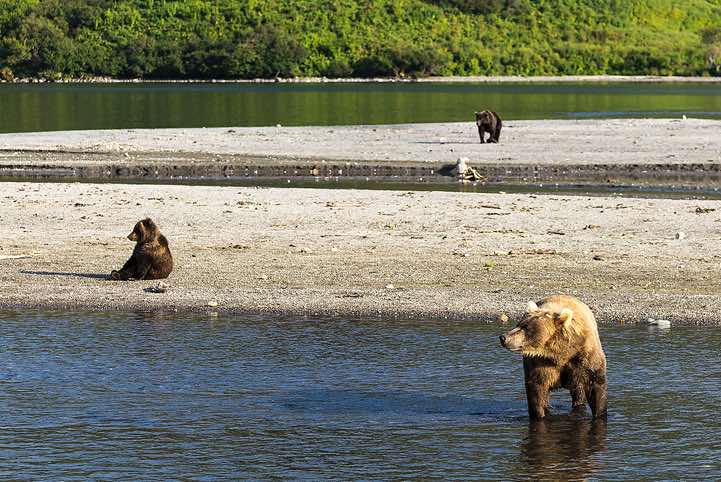 Kamchatka Brown Bears (Ursus arctos beringianus) at Kurile Lake
