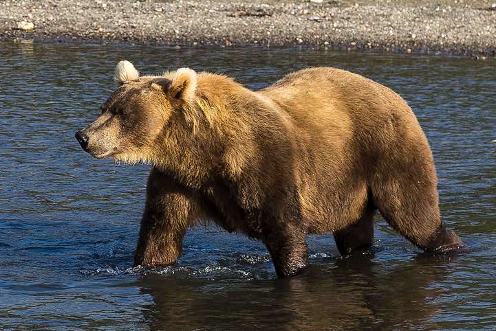 Kamchatka Brown Bear (Ursus arctos beringianus) at Kurile Lake
