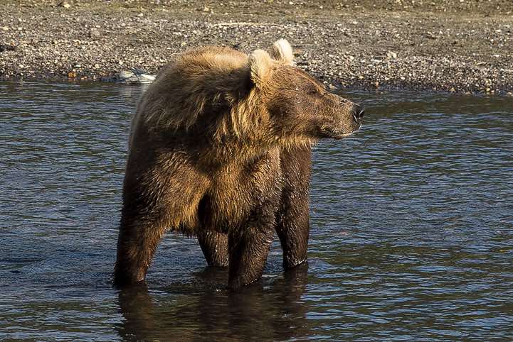 Kamchatka Brown Bear (Ursus arctos beringianus) at Kurile Lake