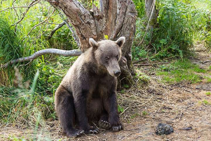 Kamchatka Brown Bear (Ursus arctos beringianus) at Kurile Lake