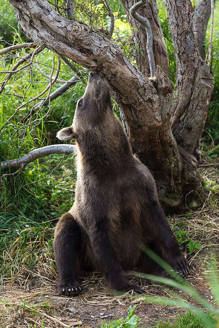 Kamchatka Brown Bear (Ursus arctos beringianus) at Kurile Lake