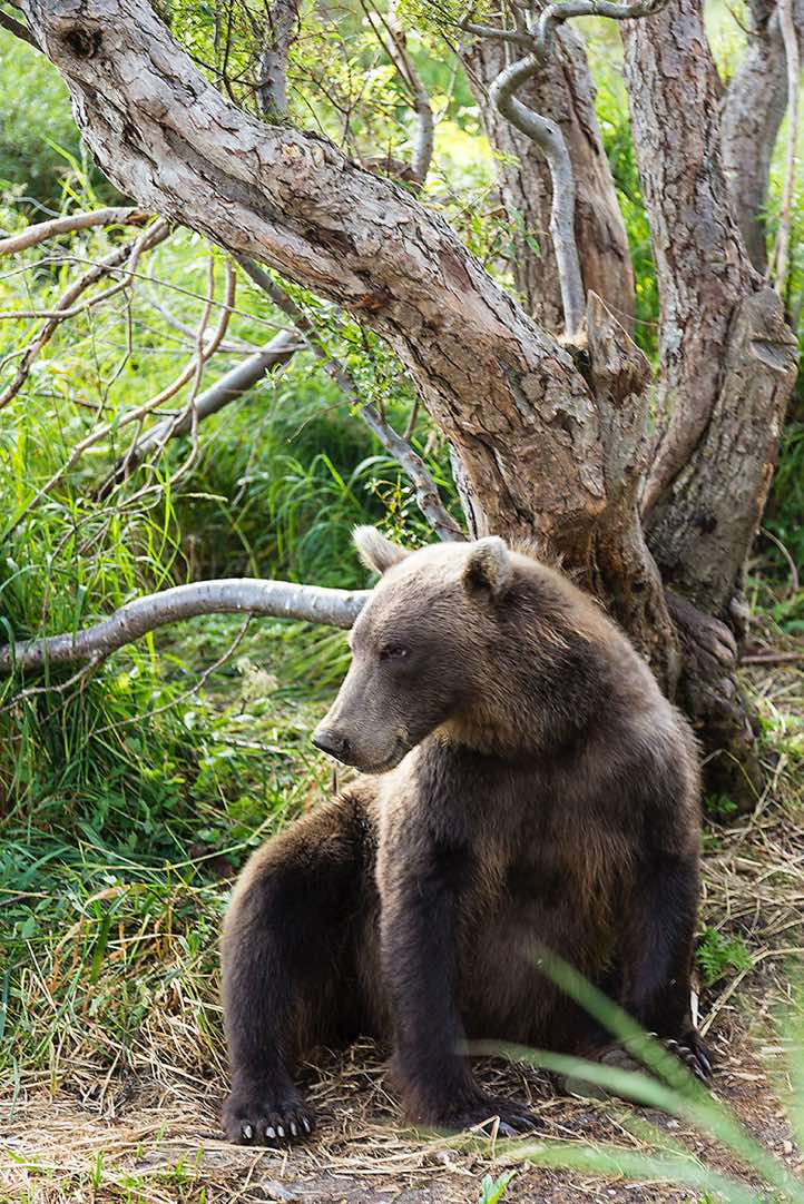 Kamchatka Brown Bear (Ursus arctos beringianus) at Kurile Lake