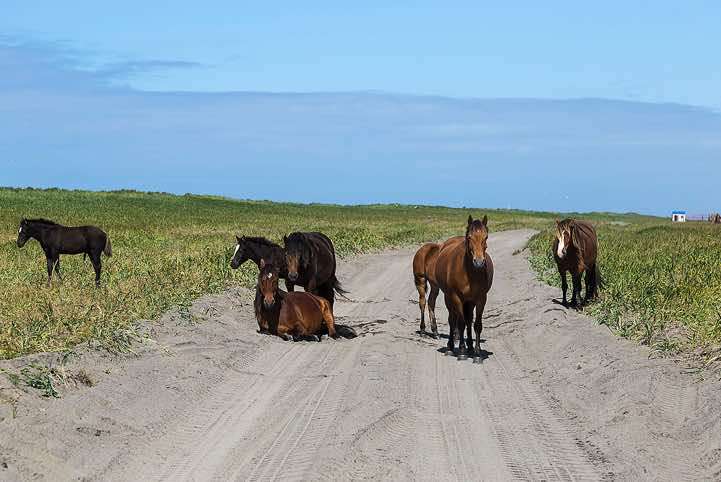 West Coast, Wild horses