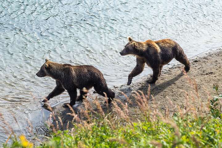 Kamchatka Brown Bears (Ursus arctos beringianus), Ozernaya River