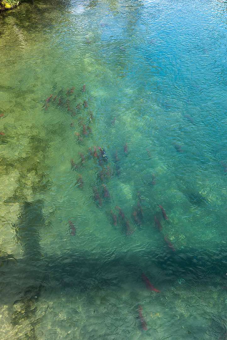 Plenty of Salmon in the Ozernaya River