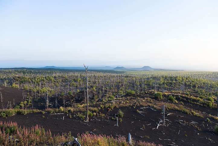 The 'Dead Forest', a stretch of dry fir trees destroyed by the ash fall of Tolbachik's most recent eruptions, Klyuchevskoy Nature Park