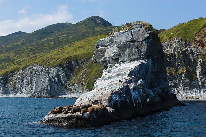 Sea lions, coastline, Avacha Bay, Pacific Ocean