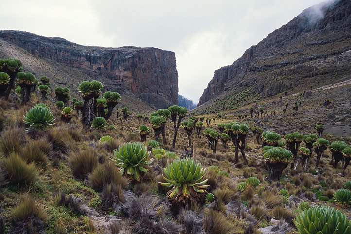 Looking towards The Temple, a 300m cliff above Lake Michaelson, Chogoria route