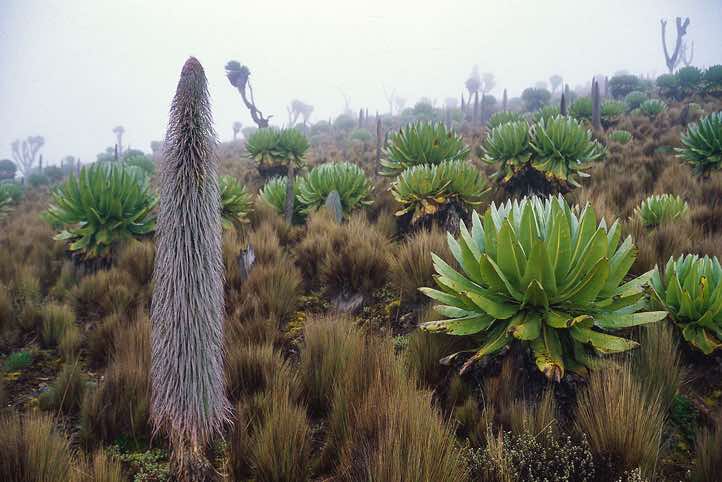 Vegetation on the Burguret route