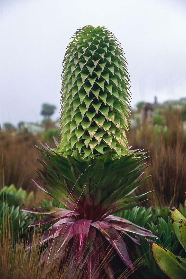A giant lobelia, Burguret route