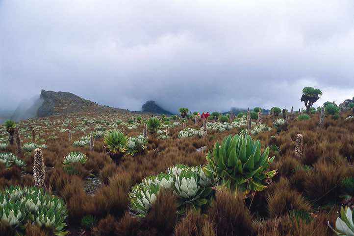 Vegetation on the Burguret route
