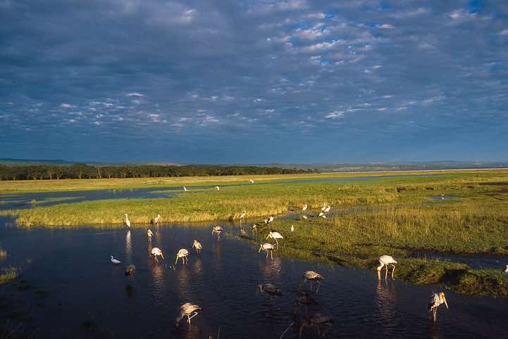 Birds, Lake Nakuru National Park