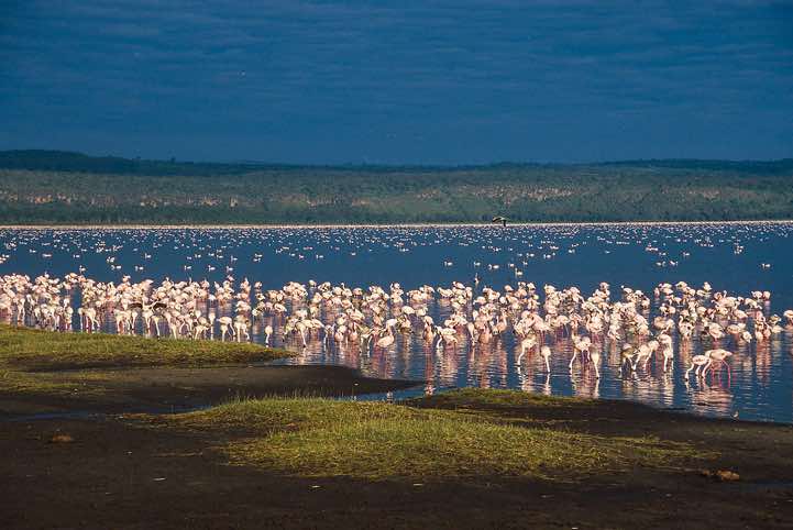 Flamingos, Lake Nakuru National Park