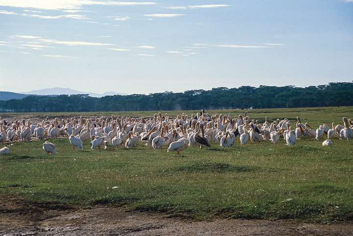 Pelicans, Lake Nakuru National Park