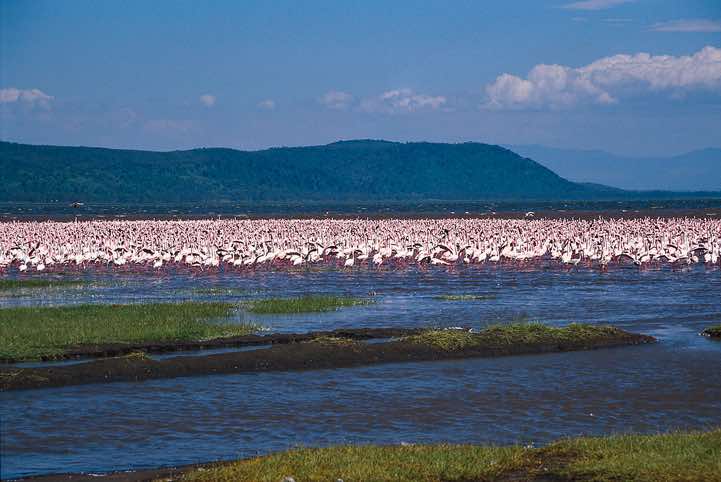 Flamingos, Lake Nakuru National Park