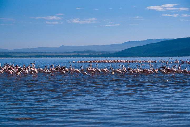 Flamingos, Lake Nakuru National Park